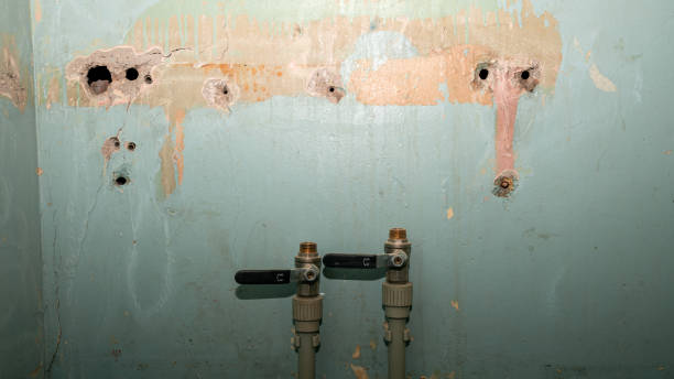 Best Mold removal after water damage  in Leadville North, CO